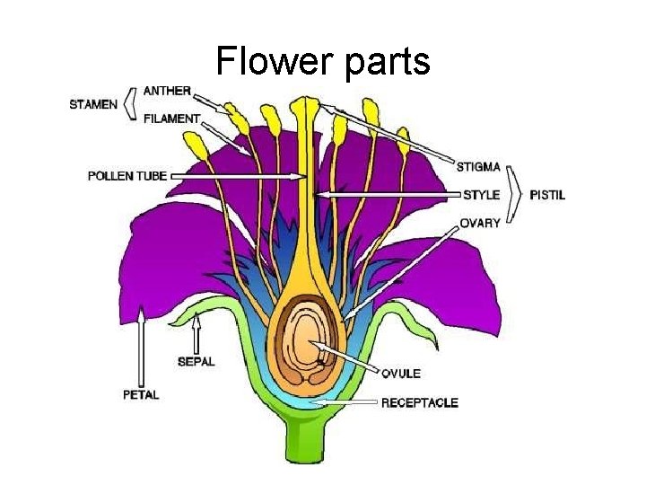 Flower parts 