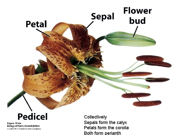 Collectively Sepals form the calyx Petals form the corolla Both form perianth 