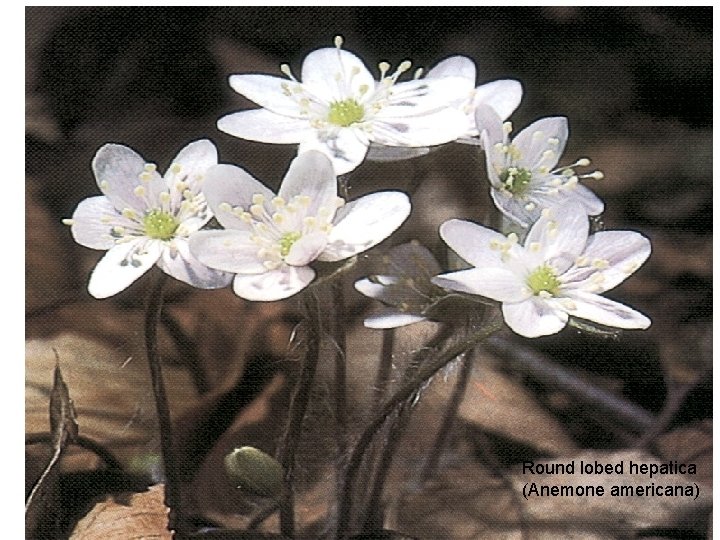 Round lobed hepatica (Anemone americana) 