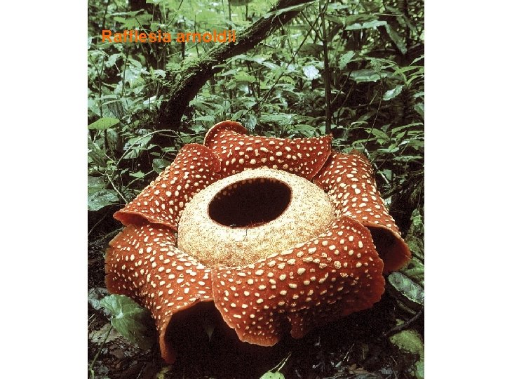 Rafflesia arnoldii 