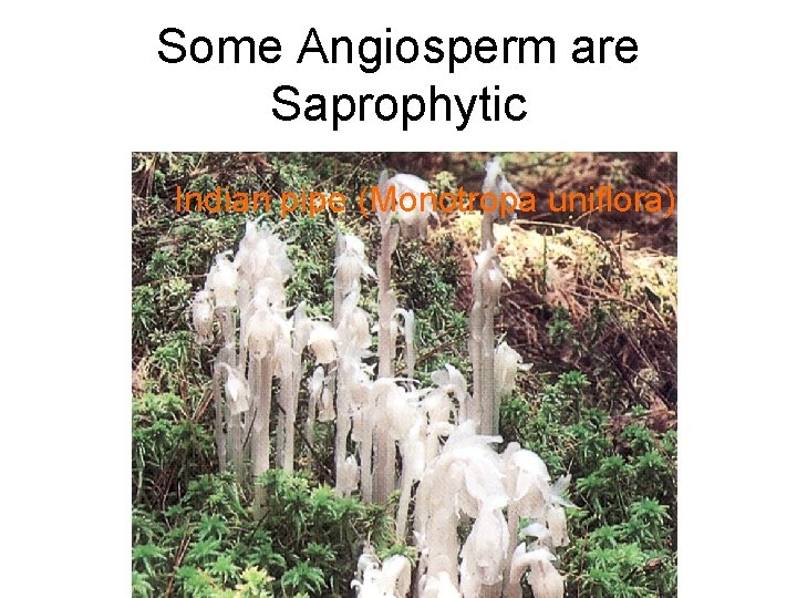 Some Angiosperm are Saprophytic Indian pipe (Monotropa uniflora) 