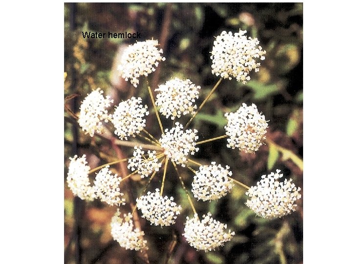 Water hemlock 