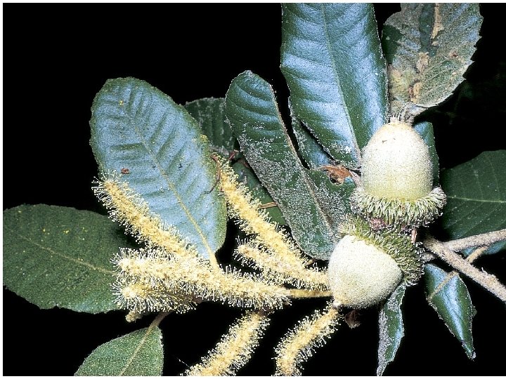 Oak flowers 