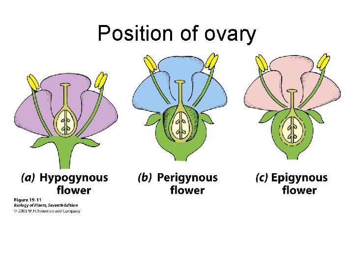 Position of ovary 