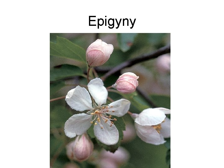 Epigyny 