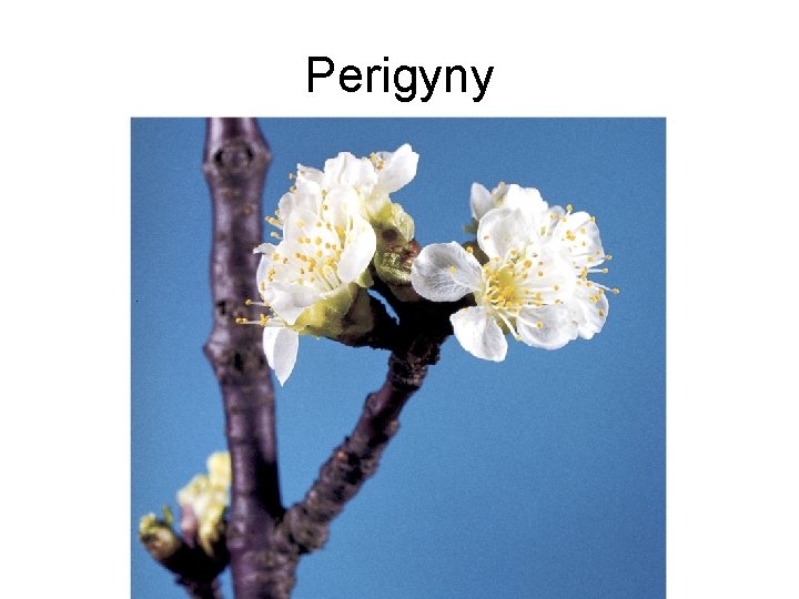 Perigyny 