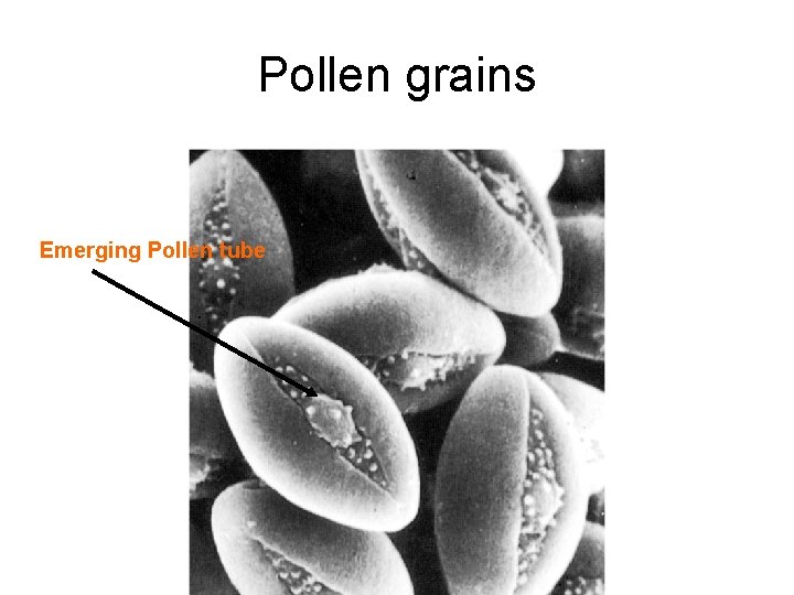 Pollen grains Emerging Pollen tube 