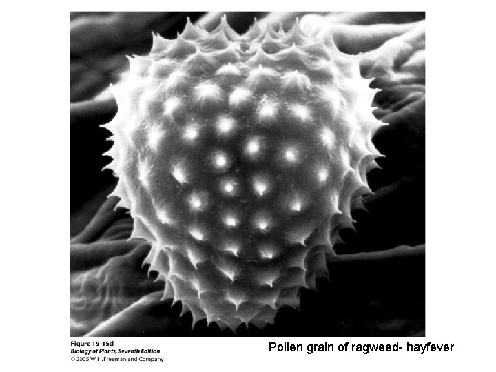 Pollen grain of ragweed- hayfever 