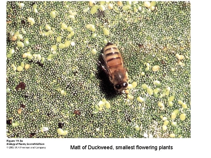 Matt of Duckweed, smallest flowering plants 