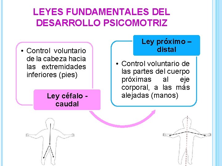 LEYES FUNDAMENTALES DEL DESARROLLO PSICOMOTRIZ • Control voluntario de la cabeza hacia las extremidades
