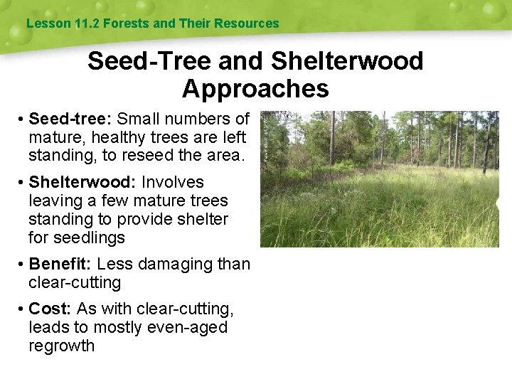 Lesson 11. 2 Forests and Their Resources Seed-Tree and Shelterwood Approaches • Seed-tree: Small