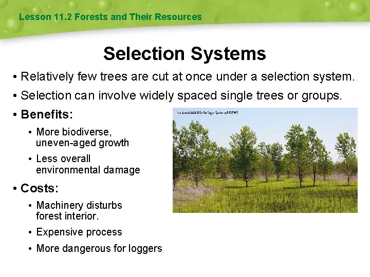 Lesson 11. 2 Forests and Their Resources Selection Systems • Relatively few trees are