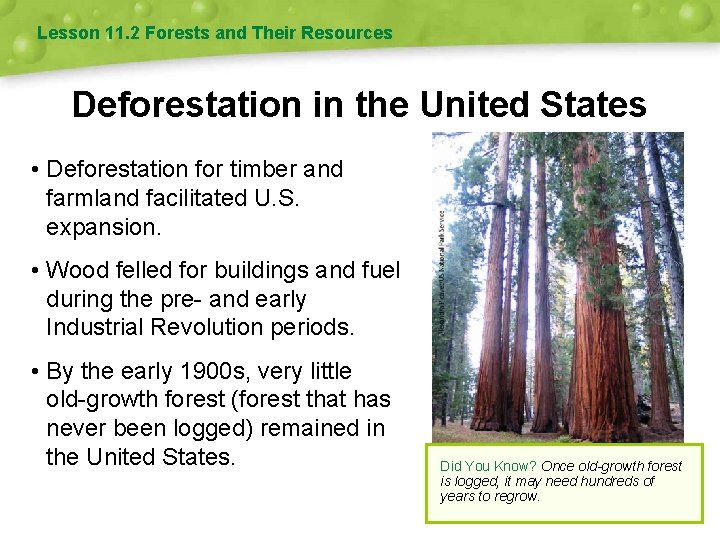 Lesson 11. 2 Forests and Their Resources Deforestation in the United States • Deforestation