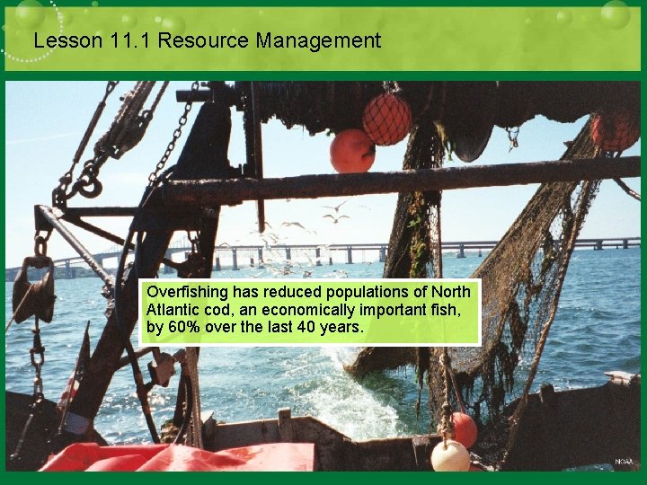 Lesson 11. 1 Resource Management Overfishing has reduced populations of North Atlantic cod, an