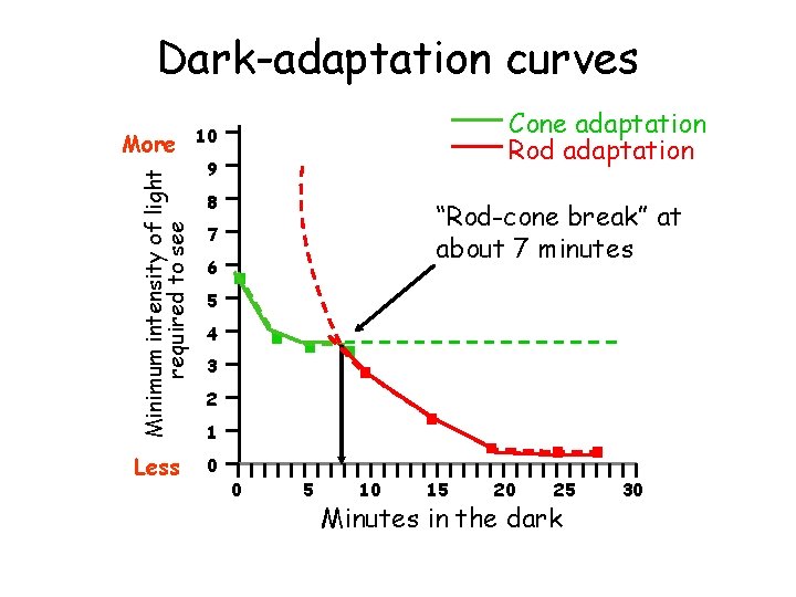 Dark-adaptation curves Minimum intensity of light required to see More Less Cone adaptation Rod