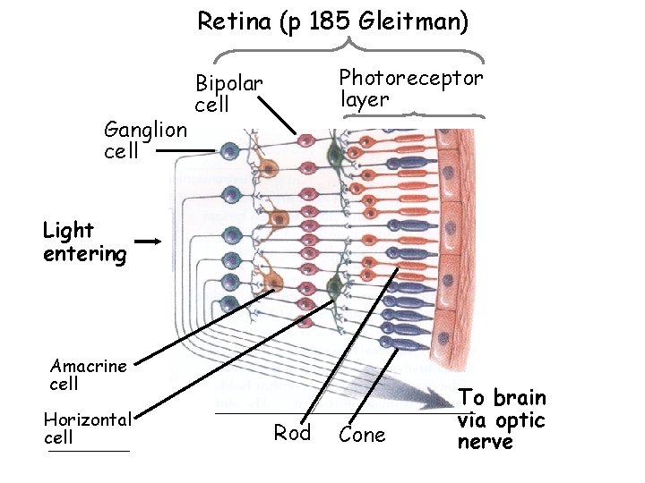 Retina (p 185 Gleitman) Ganglion cell Photoreceptor layer Bipolar cell Light entering Amacrine cell