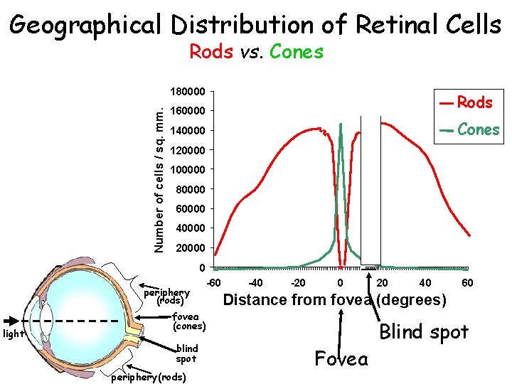 Geographical Distribution of Retinal Cells Rods vs. Cones Number of cells / sq. mm.