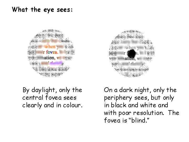 What the eye sees: By daylight, only the central fovea sees clearly and in