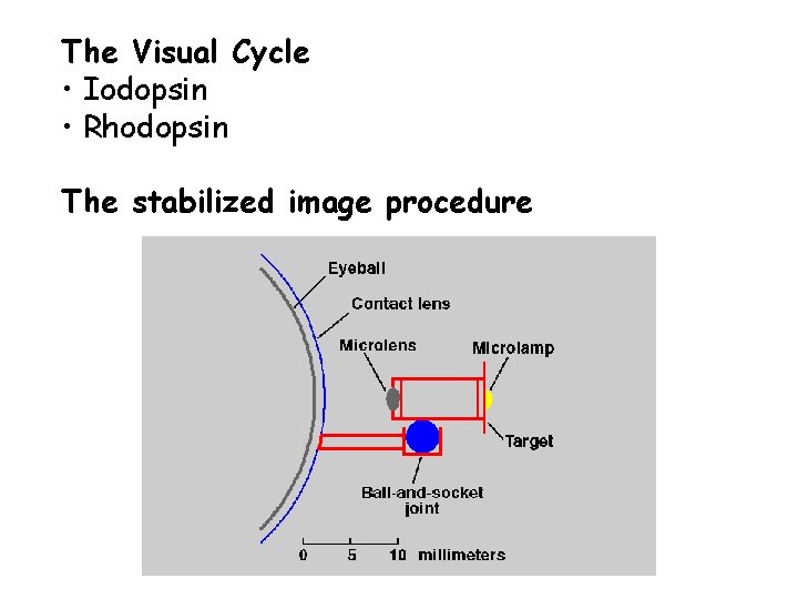 The Visual Cycle • Iodopsin • Rhodopsin The stabilized image procedure 