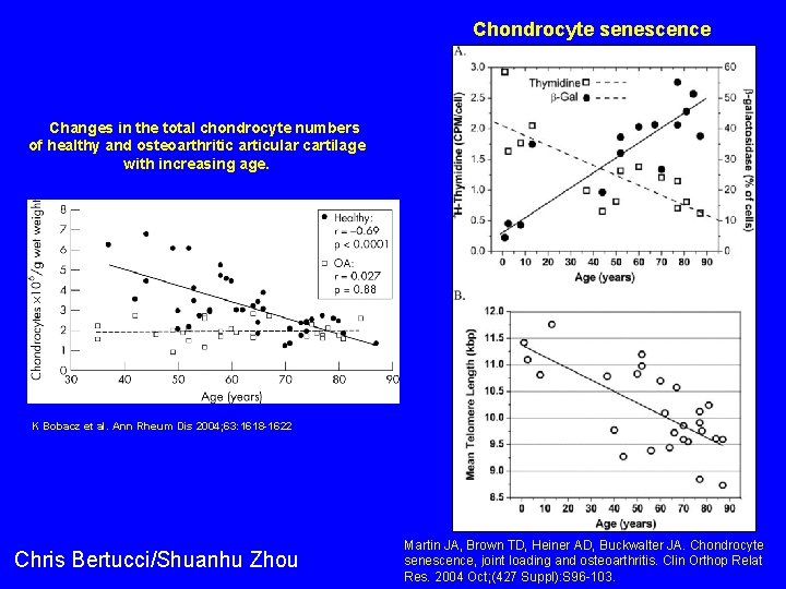 Chondrocyte senescence  Changes in the total chondrocyte numbers of healthy and osteoarthritic articular cartilage