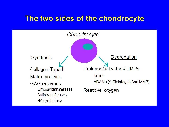 The two sides of the chondrocyte 