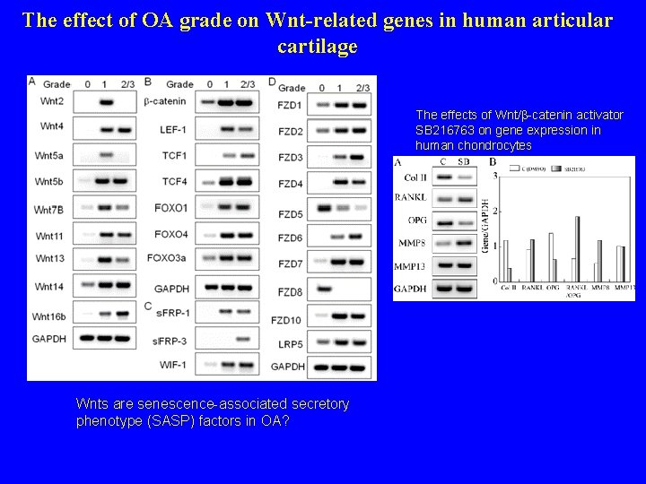 The effect of OA grade on Wnt-related genes in human articular cartilage The effects