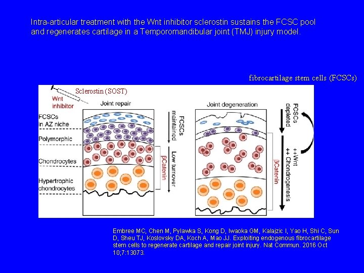 Intra-articular treatment with the Wnt inhibitor sclerostin sustains the FCSC pool and regenerates cartilage