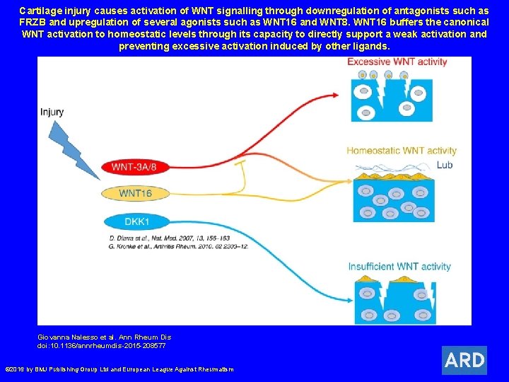 Cartilage injury causes activation of WNT signalling through downregulation of antagonists such as FRZB