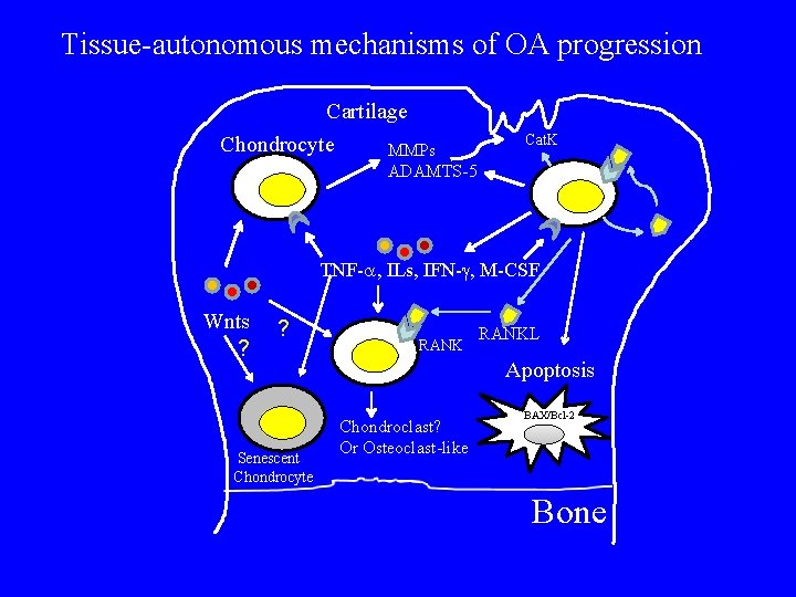 Tissue-autonomous mechanisms of OA progression Cartilage Chondrocyte MMPs Cat. K ADAMTS-5 TNF-a, ILs, IFN-g,