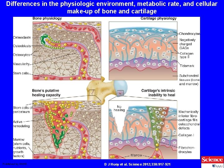 Differences in the physiologic environment, metabolic rate, and cellular make-up of bone and cartilage