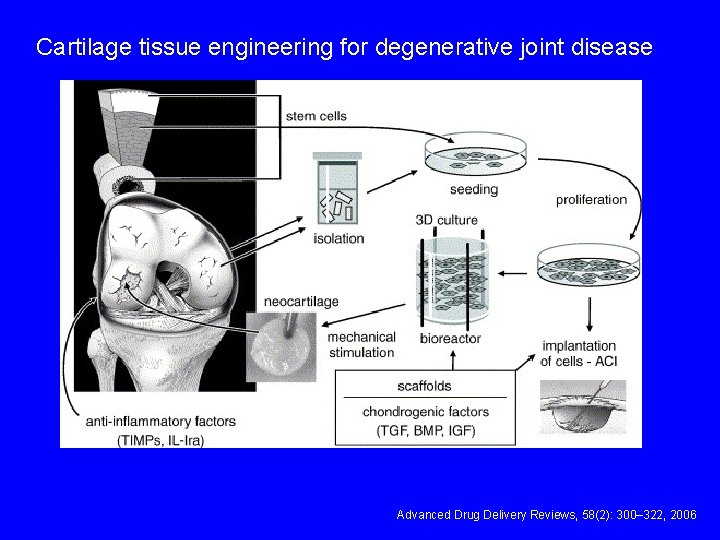 Cartilage tissue engineering for degenerative joint disease Advanced Drug Delivery Reviews, 58(2): 300– 322,