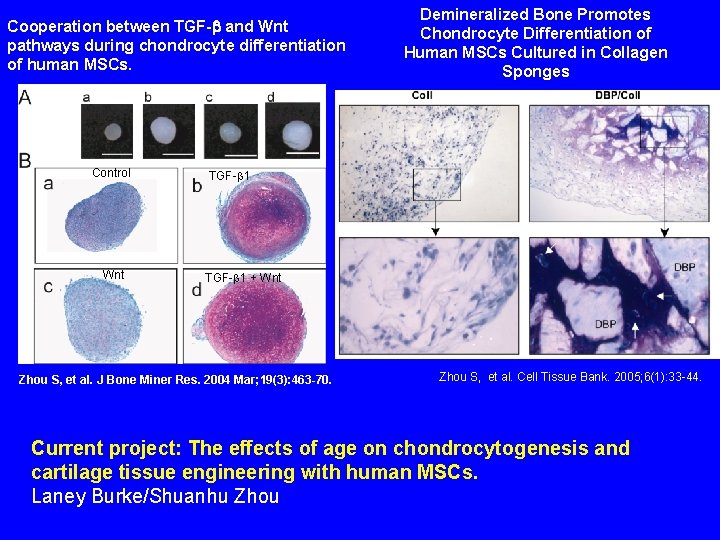 Cooperation between TGF-b and Wnt pathways during chondrocyte differentiation of human MSCs. Control Wnt