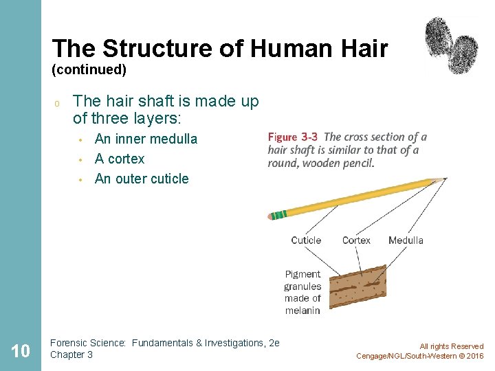 The Structure of Human Hair (continued) o The hair shaft is made up of The Structure of Human Hair (continued) o The hair shaft is made up of