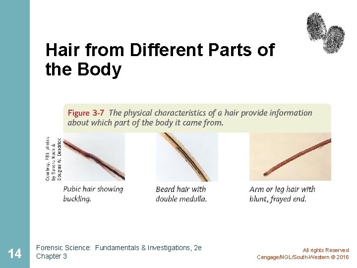 Hair from Different Parts of the Body 14 Forensic Science: Fundamentals & Investigations, 2 Hair from Different Parts of the Body 14 Forensic Science: Fundamentals & Investigations, 2