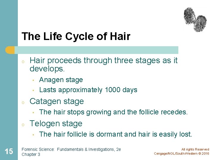 The Life Cycle of Hair o Hair proceeds through three stages as it develops. The Life Cycle of Hair o Hair proceeds through three stages as it develops.