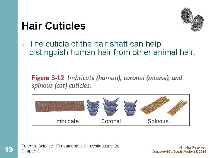 Hair Cuticles o 19 The cuticle of the hair shaft can help distinguish human Hair Cuticles o 19 The cuticle of the hair shaft can help distinguish human
