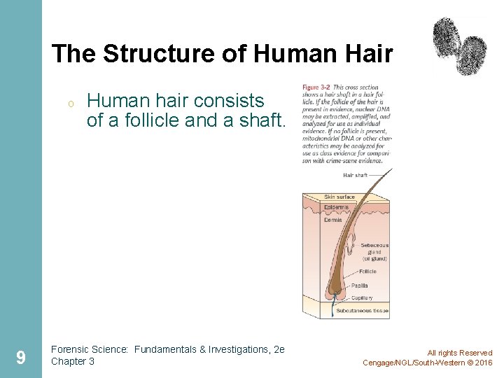 The Structure of Human Hair o 9 Human hair consists of a follicle and The Structure of Human Hair o 9 Human hair consists of a follicle and
