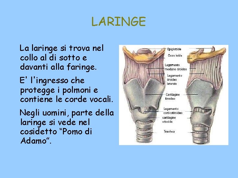 LARINGE La laringe si trova nel collo al di sotto e davanti alla faringe.
