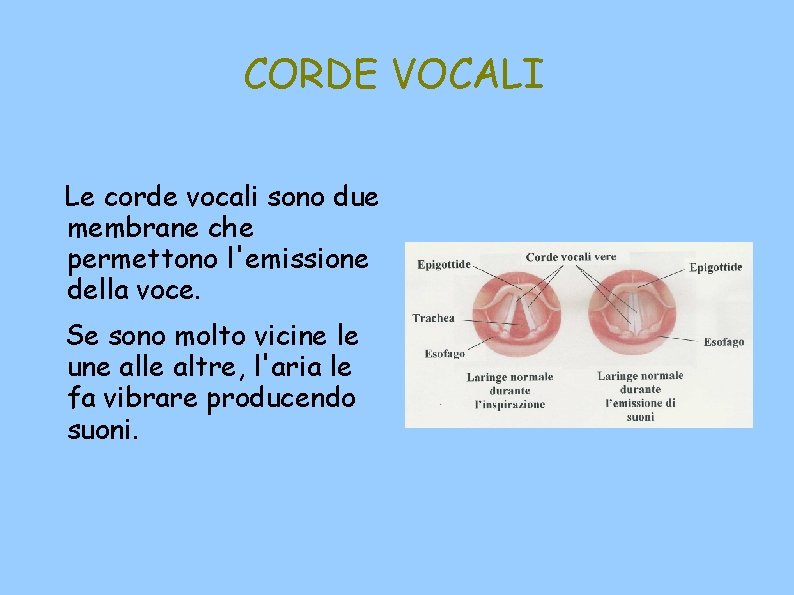 CORDE VOCALI Le corde vocali sono due membrane che permettono l'emissione della voce. Se