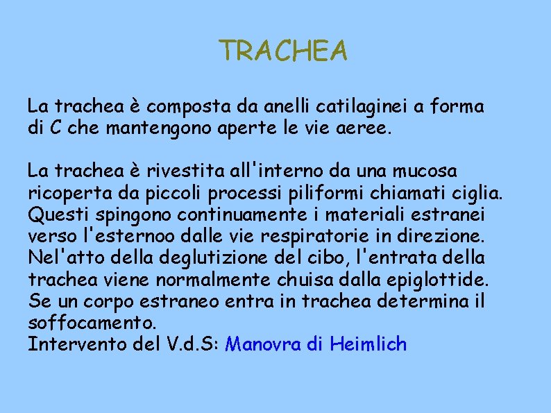 TRACHEA La trachea è composta da anelli catilaginei a forma di C che mantengono