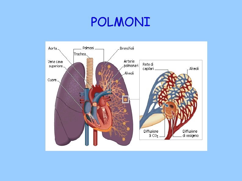 POLMONI 