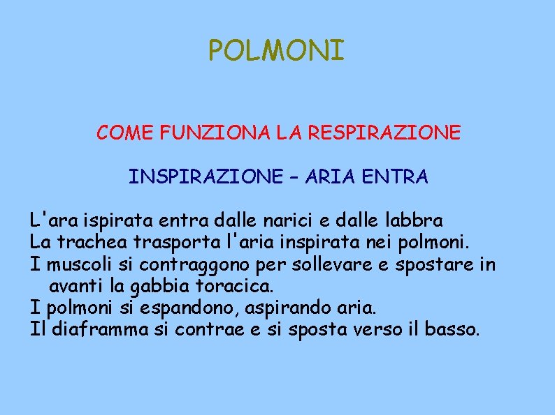 POLMONI COME FUNZIONA LA RESPIRAZIONE INSPIRAZIONE – ARIA ENTRA L'ara ispirata entra dalle narici