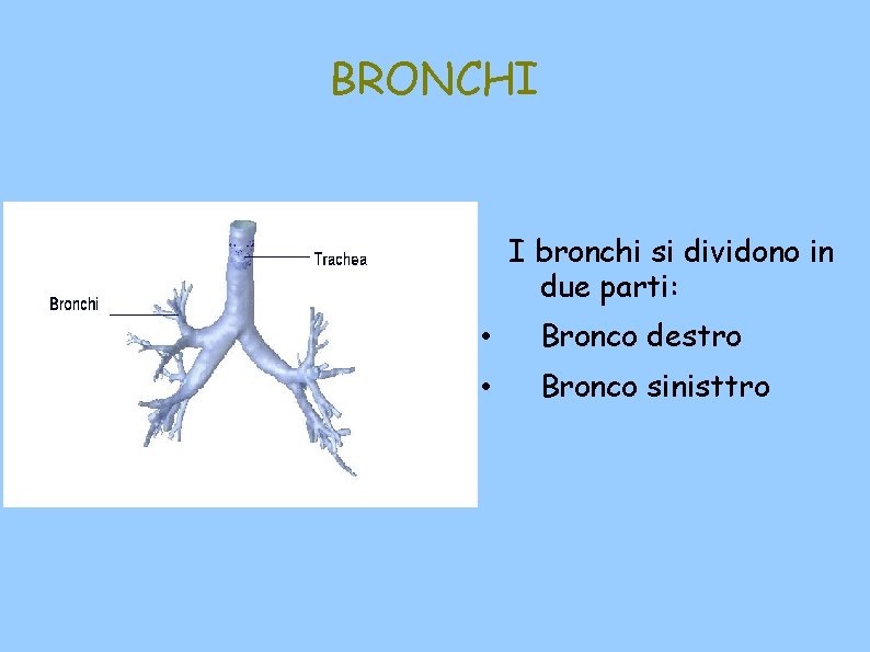 BRONCHI I bronchi si dividono in due parti: • Bronco destro • Bronco sinisttro