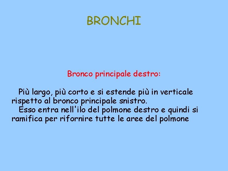 BRONCHI Bronco principale destro: Più largo, più corto e si estende più in verticale