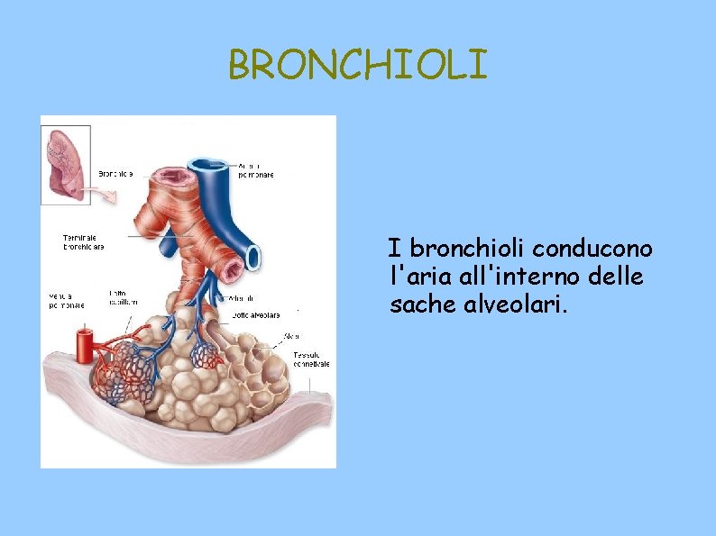 BRONCHIOLI I bronchioli conducono l'aria all'interno delle sache alveolari. 