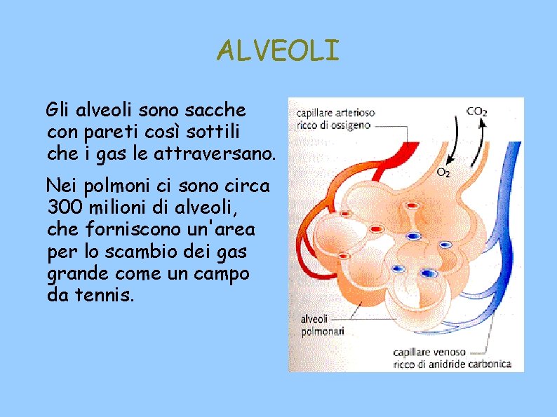 ALVEOLI Gli alveoli sono sacche con pareti così sottili che i gas le attraversano.