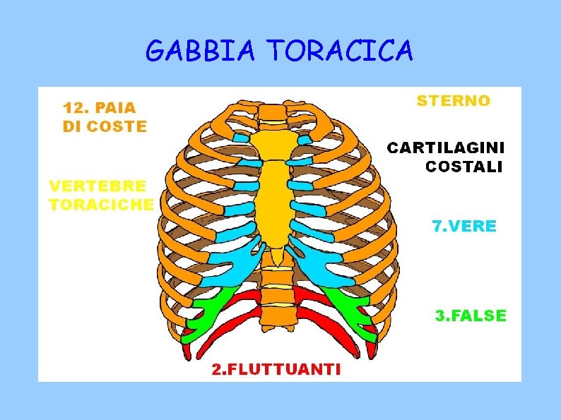 GABBIA TORACICA 