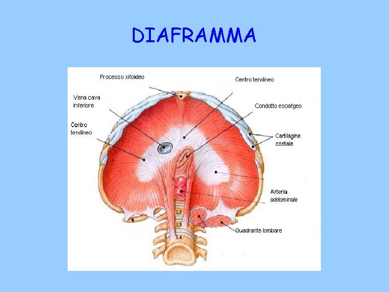 DIAFRAMMA 