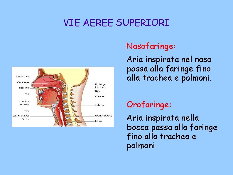 VIE AEREE SUPERIORI Nasofaringe: Aria inspirata nel naso passa alla faringe fino alla trachea