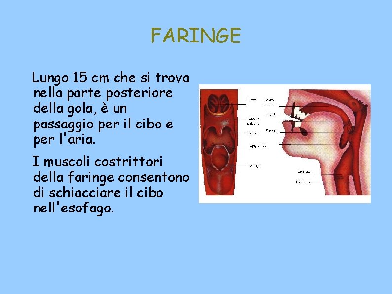 FARINGE Lungo 15 cm che si trova nella parte posteriore della gola, è un